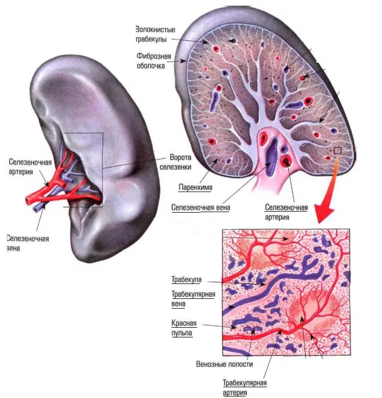 Селезенка особенности. Анатомическое строение селезенки. Строение паренхимы селезенки. Селезенка анатомия атлас. Анатомические образования селезенки.