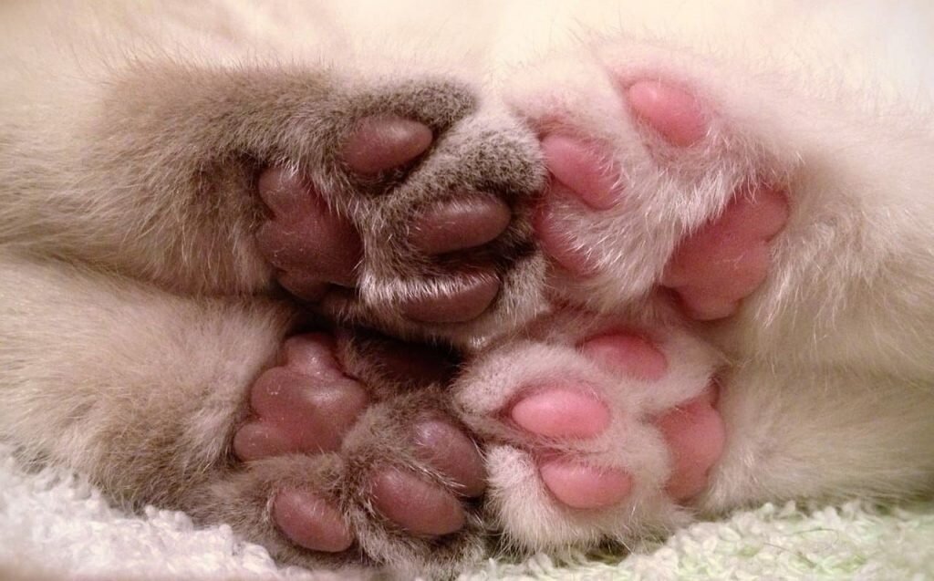 Эволюция подушечки у кошек