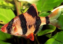 Суматранский, достигает 4-5 см. температура 21 - 25 °СШуберта; pH 6,5 – 7,5; dH 5 - 10.