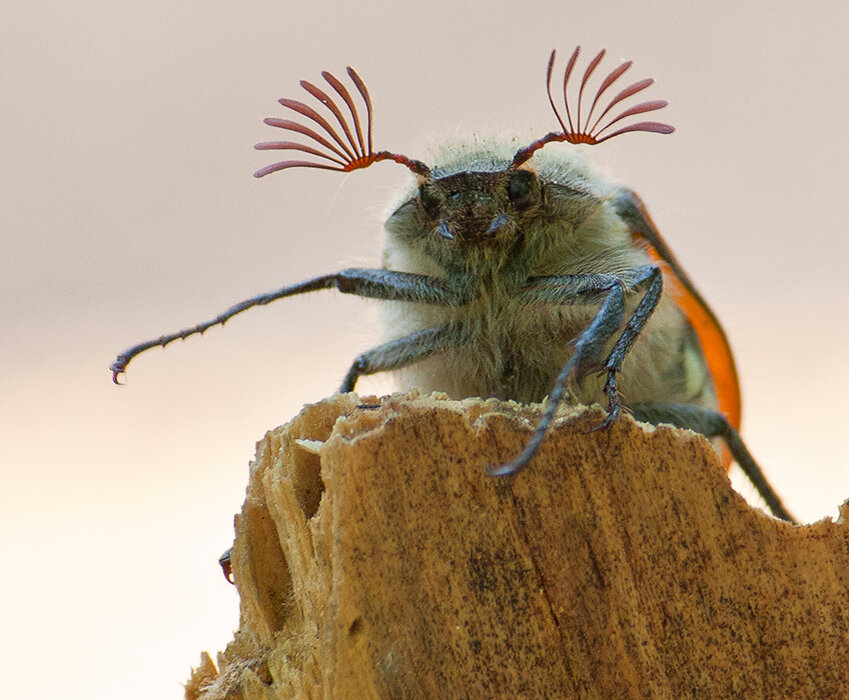 Майский жук (хрущ майский). Жук веероус. Майский жук хрущ фото. Майский жук разведчик. Майский жук хрущ фото.