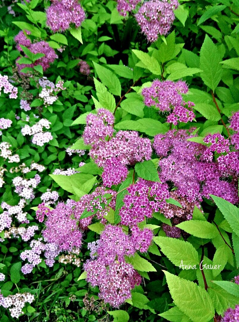 Виды и сорта кустарников спиреи