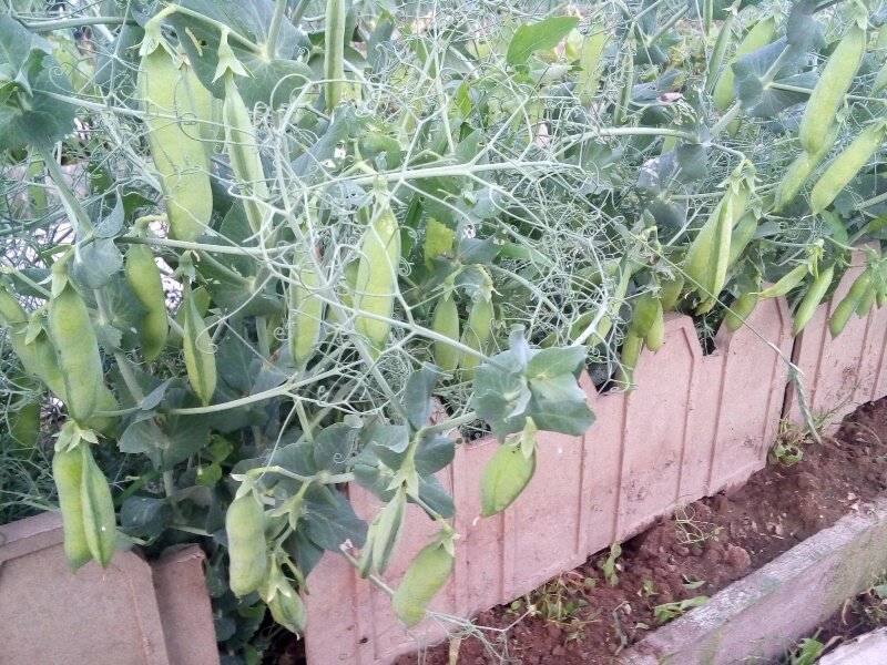 Veg Garden