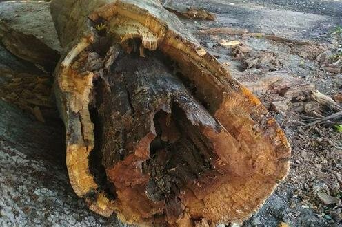  Выcохшая часть ствола чинары. Фото с сайта Uznature.uz