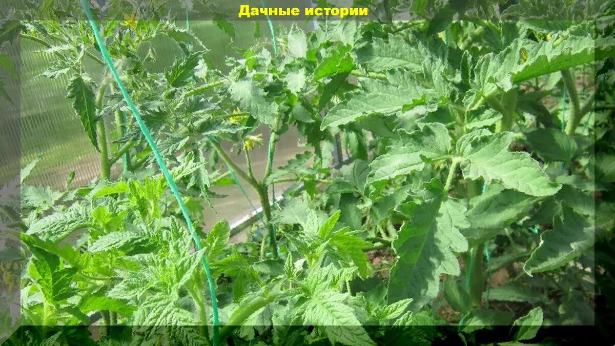https://vk.com/photo-159774511_457242146 