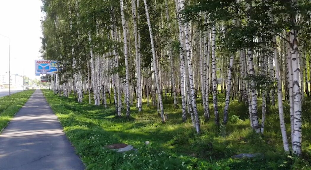 Автор иркутск улица березовая роща фото Роща или храм? Епархия объяснила жителям Рыбинска, что строят в березовой роще "