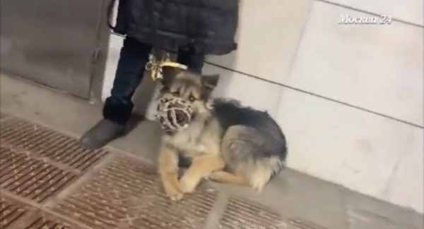 Попрошайка с собакой в переходе