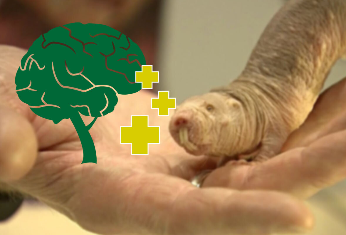 Голый землекоп