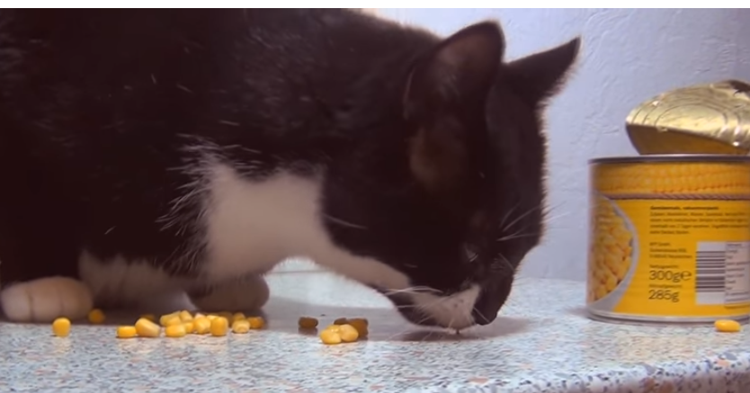 фото с канала на ютуб