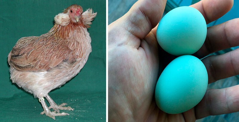 Курица породы араукана, которая несет синие яйца