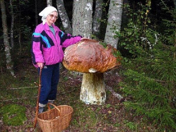 Источник: https://cs11.livemaster.ru/storage/topicavatar/600x450/72/9d/ddd2c03ca59028a29cc6190d238c26ba268d6y.jpg?h=sJdafMYMHlqpkFRLb-VEMA