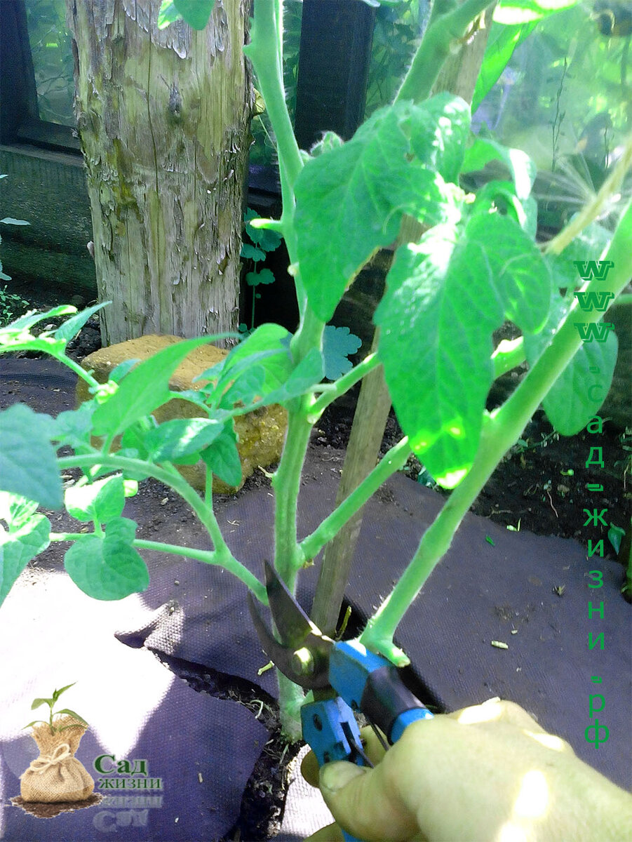 Нижний пасынок без завязей. Томат кустовой.