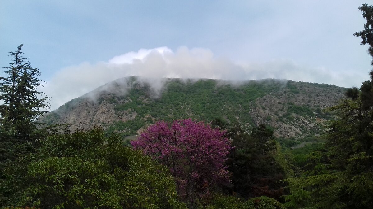 На территории Артека находится 5 парков - заповедников.