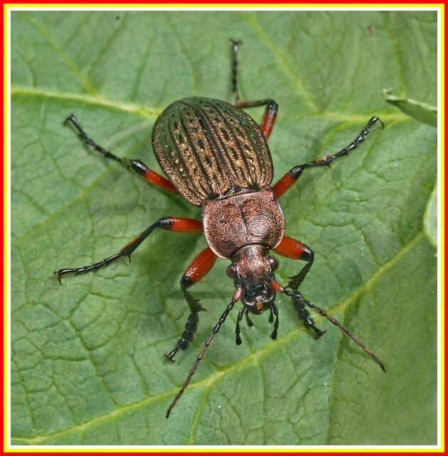 Жужелица решетчатая (лат. Carabus cancellatus)