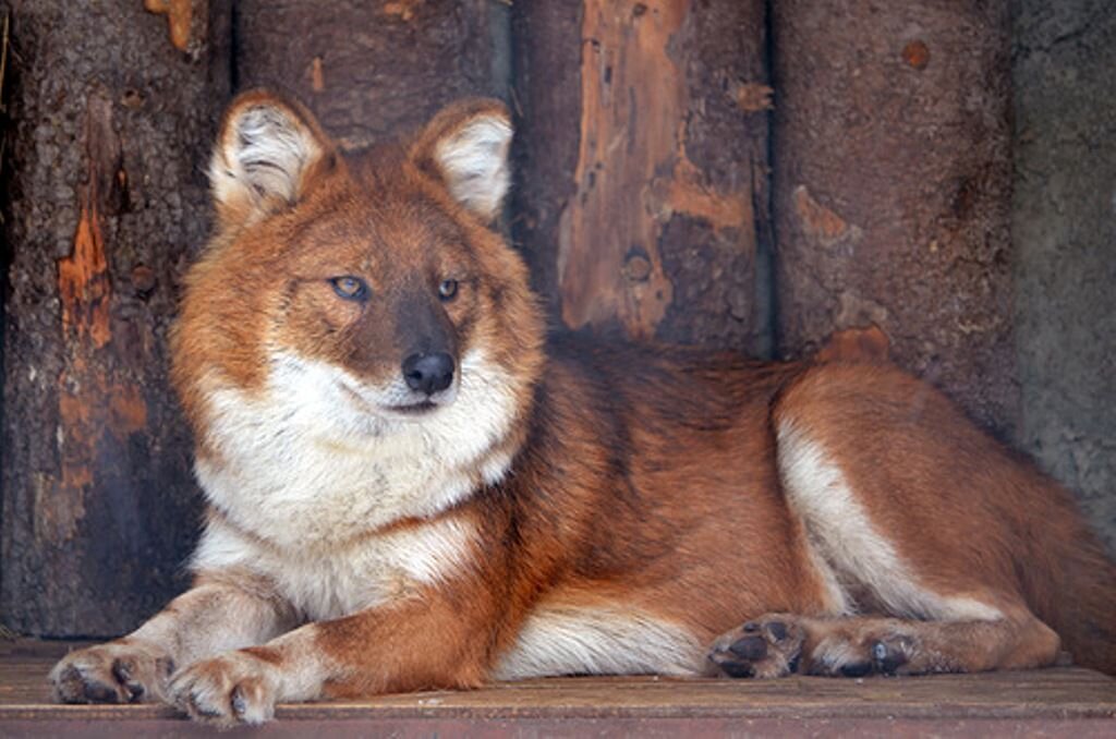 Фото из сети Интернет