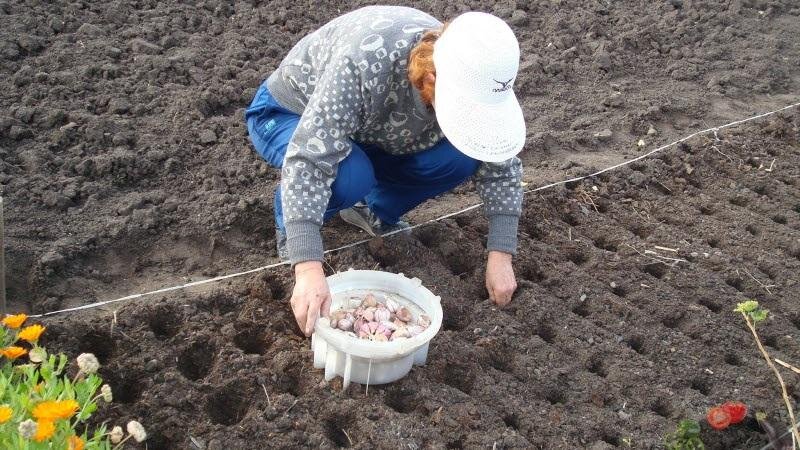 https://agronom.expert/wp-content/uploads/2018/11/kak-podgotovit-gryadki-pod-chesnok-pod-zimu-2.jpg