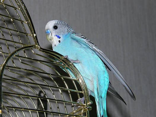 Вовочка. Фото из личного архива.