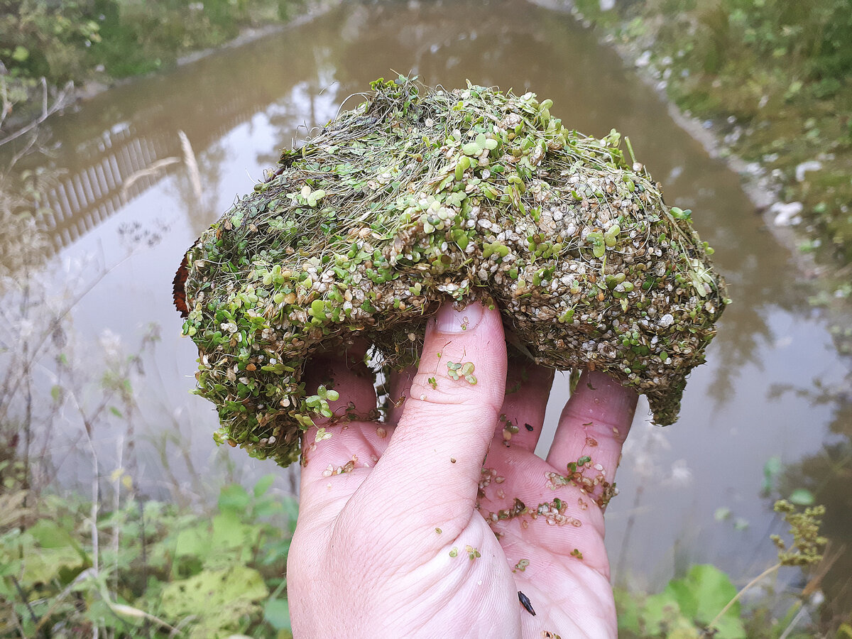 Решил подбросить корма своим карасикам