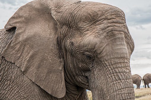 https://cdn.pixabay.com/photo/2016/07/18/20/33/elephant-1526709__340.jpg