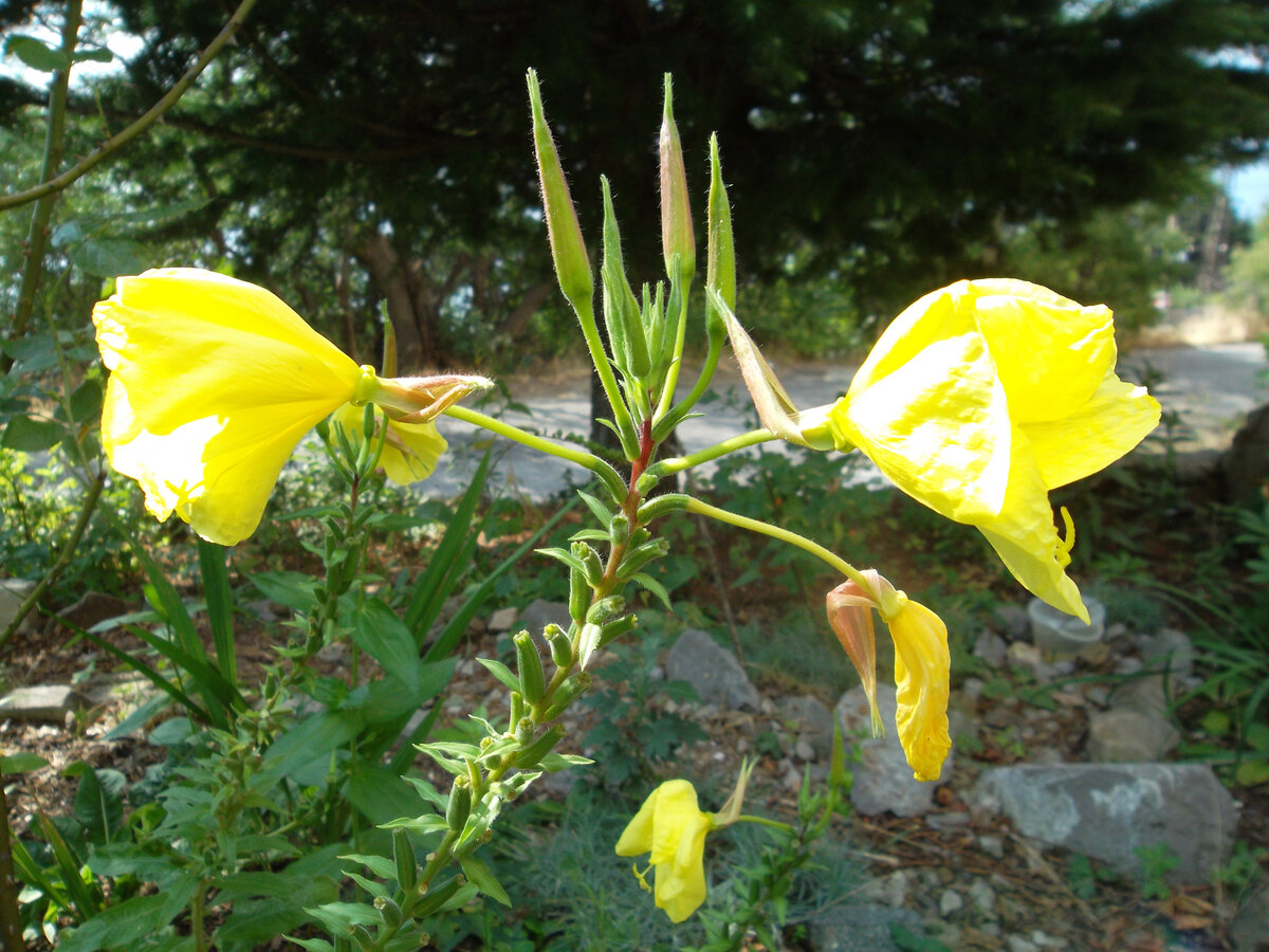 Алла Урываева