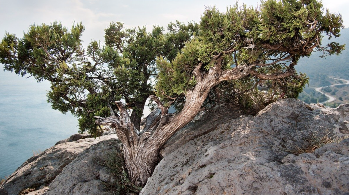 Фото из открытого источника