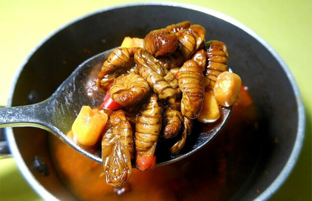  Куколок тутового шелкопряда варят и тушат, это очень популярная закуска.  Беондеги едят, как самостоятельное блюдо с соусом и специями, или  добавляют в другие рецепты. Некоторые ценители считают, что по вкусу они  похожи на дерево, и жуются, как резина.