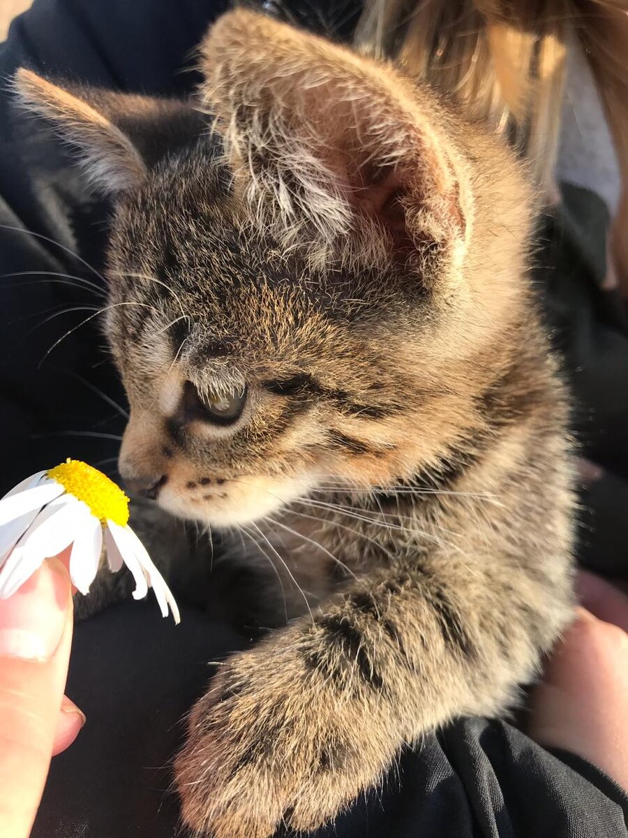 Такие звери приходили к нам в гости))).