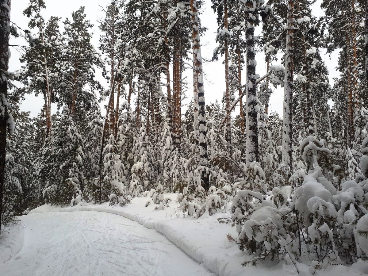 сказочный новогодний лес