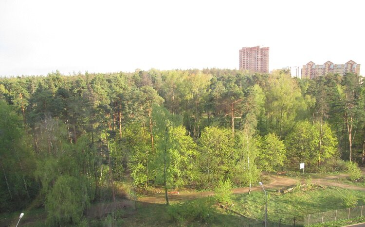 Весенний майский лес