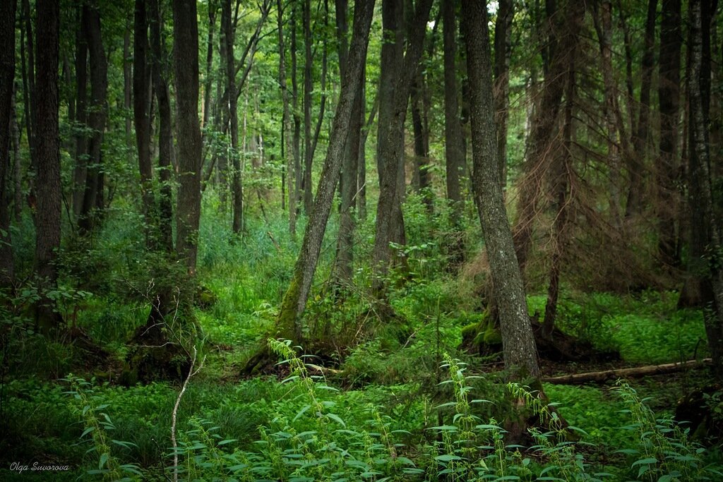 Фото: https://bashny.net/sleepingdog/2014/01/03/progulka-po-belovezhskoy-pusche-57foto.html?page=9