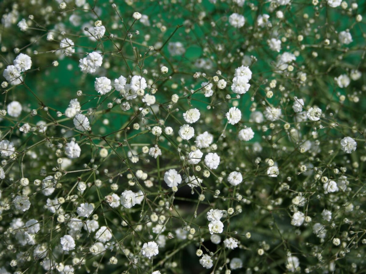 Гипсофила изящная (Gypsophila elegans