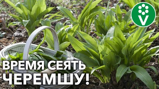 ВИТАМИННУЮ ЗЕЛЕНЬ РАСТИМ САМИ! Спешите посеять ЧЕРЕМШУ прямо сейчас!