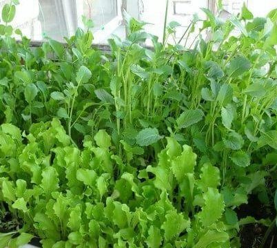 Руккола на подоконнике