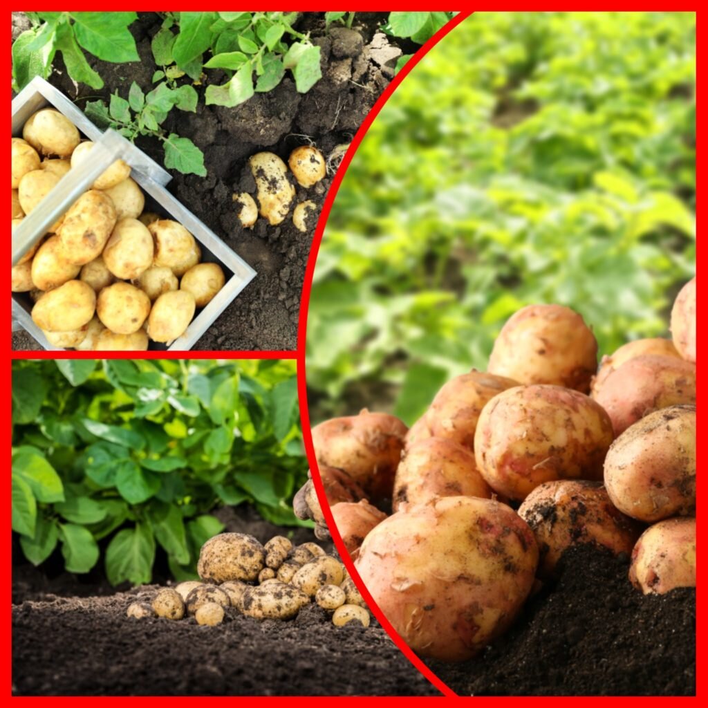 Огород в августе. Можно ли получить урожай. Овощи на даче. Роман буров виноградарь подмосковье. Можно ли получить урожай.