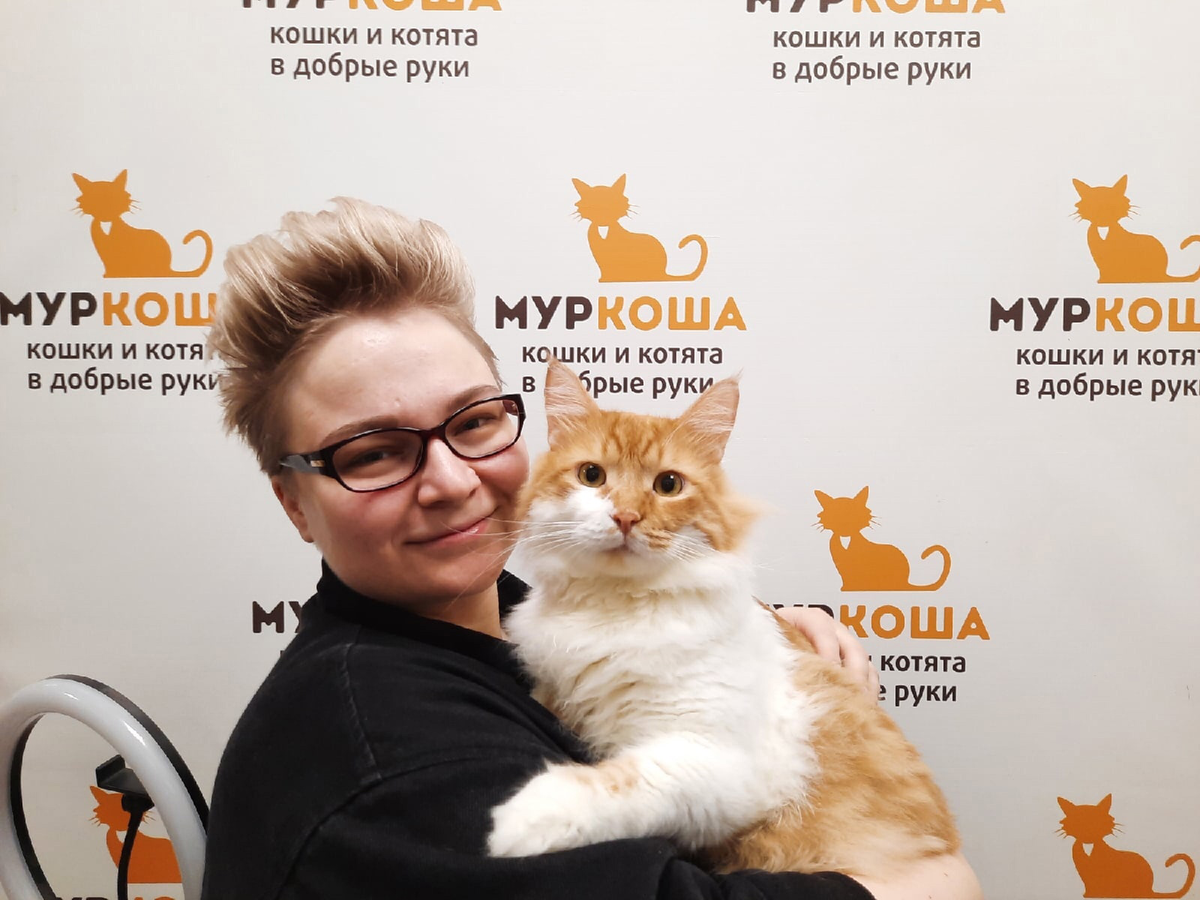 коте му. коты. коты из приюта ярославль. европейская короткошерстная табби рыжий. аристокэтс.