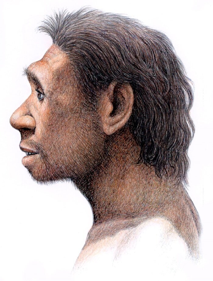 Как жили питекантропы, и были ли они похожи на современных людей |  Антикварная Кубань | Дзен