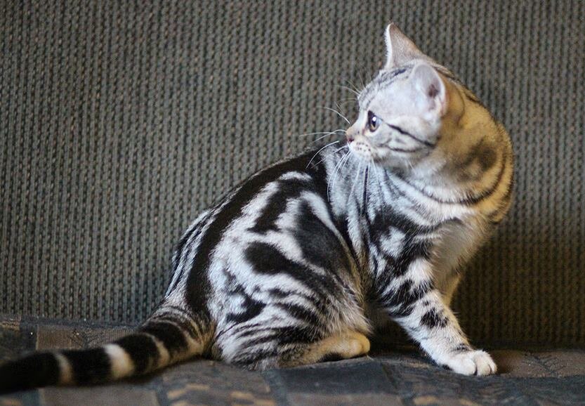 Американский короткошерстный котенок из Питомника  SolidFold