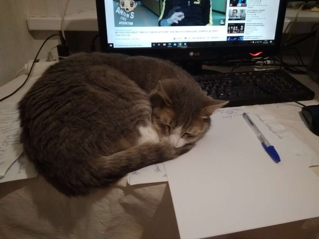 Мы в ответе за тех, кого приручили. Фото автора