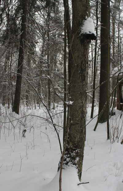 Чага на березе менее 1 кг на высоте около 3 м