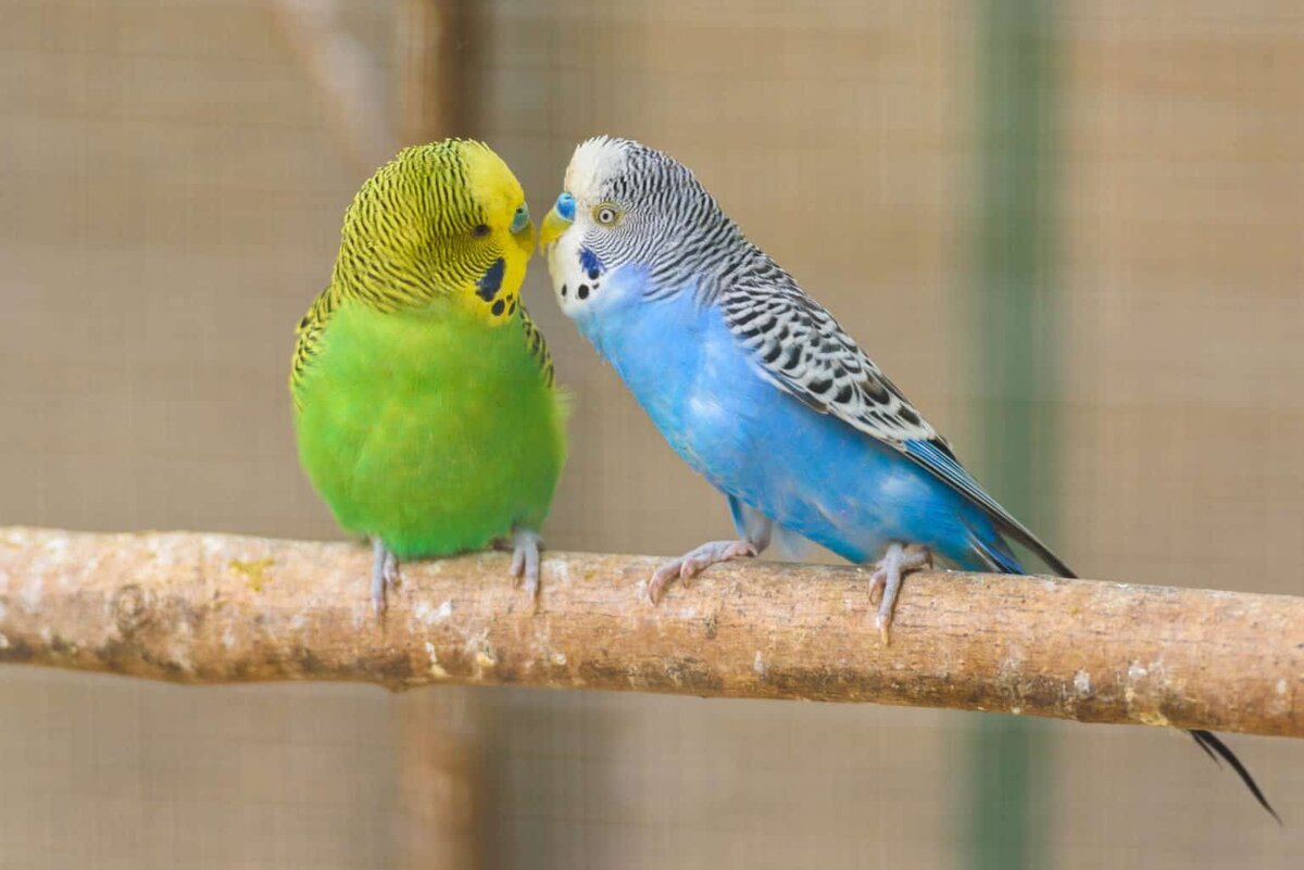 Пение волнистика. Распространенные домашние попугаи. Budgie Parrot разница. Parakeets. Unique Rainbow Budgies.