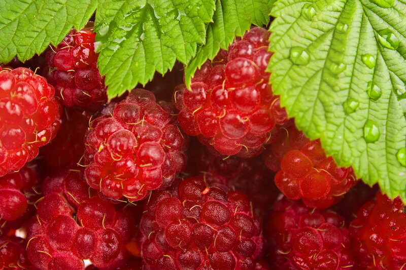 Малина. Иллюстрация для статьи используется по стандартной лицензии ©dachnyedela.ru