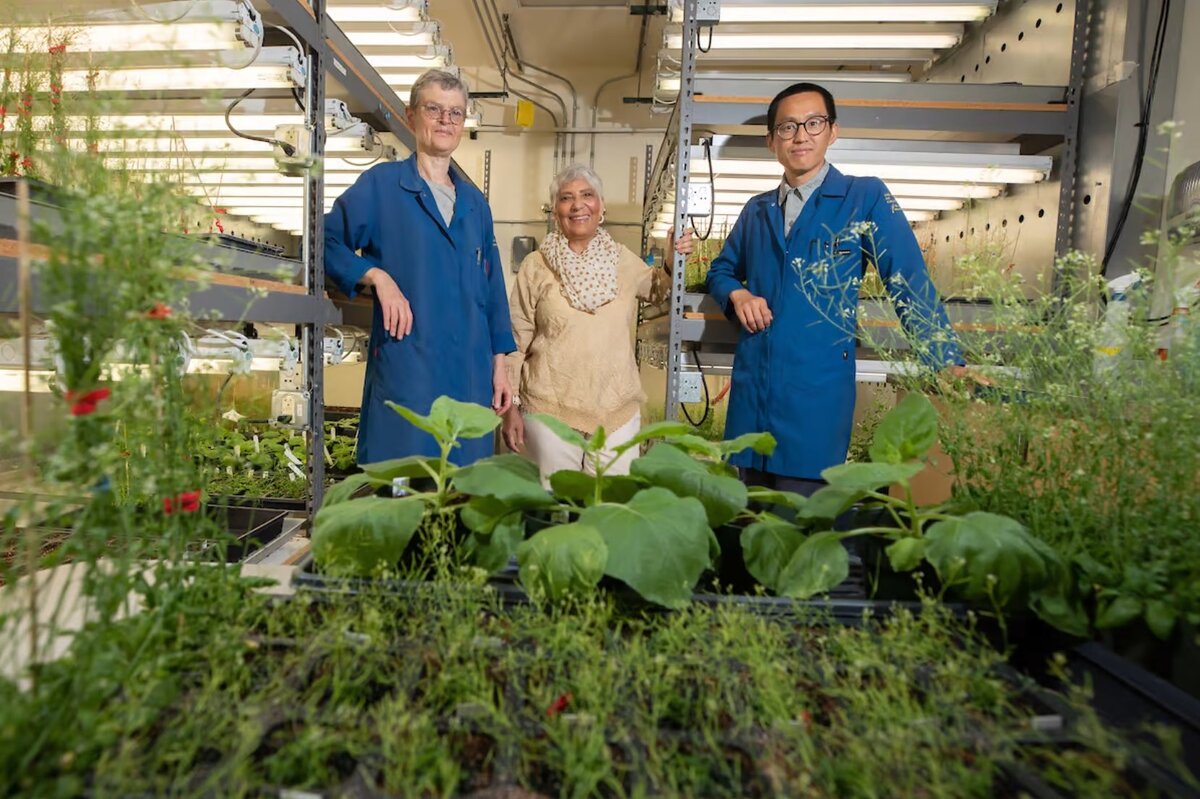     "Аспирин" для растений может помочь и людям: ученые о салициловой кислоте