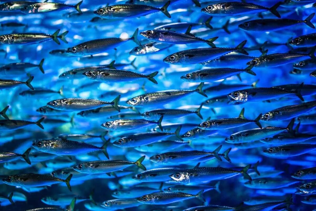 Fish Iwashi – Sardine By Casson Trenor