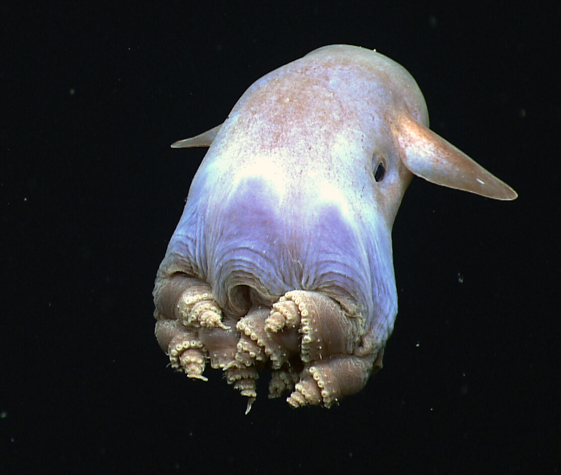 Осьминог Думбо погружается используя свои ухоподобные плавники. Фото: NOAA.
