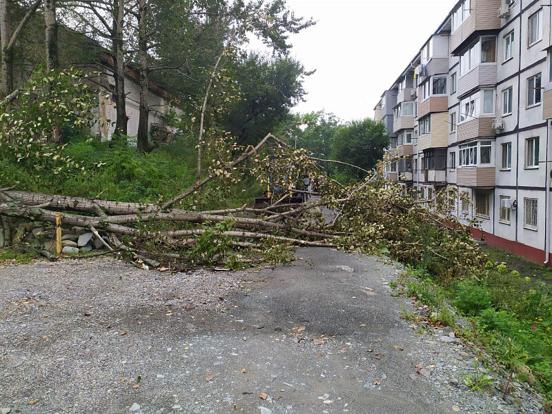 Во Владивостоке убирают упавшие во время циклона деревья