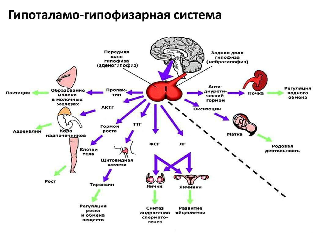 Гипоталамус и гипофиз презентация