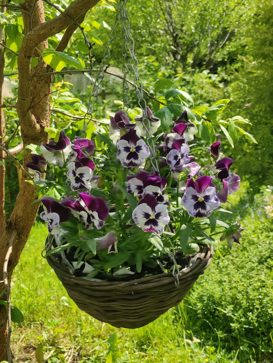 Виолла ампельная   freefall XL. Не совсем и ампельная. В начале августа я просто выкинула её компост. 