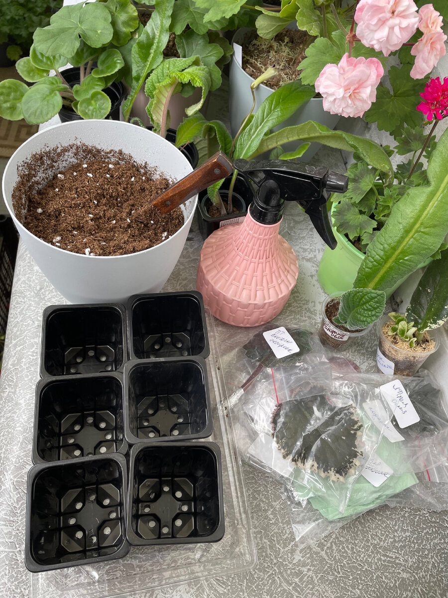 Заранее готовим грунт и стаканчики