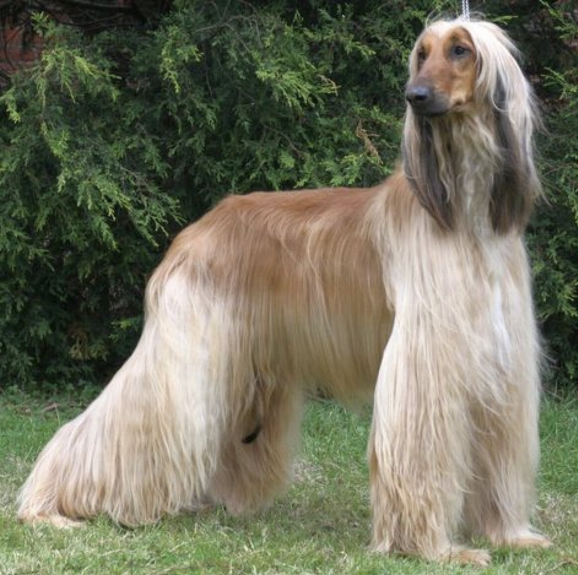 Афганская борзая 