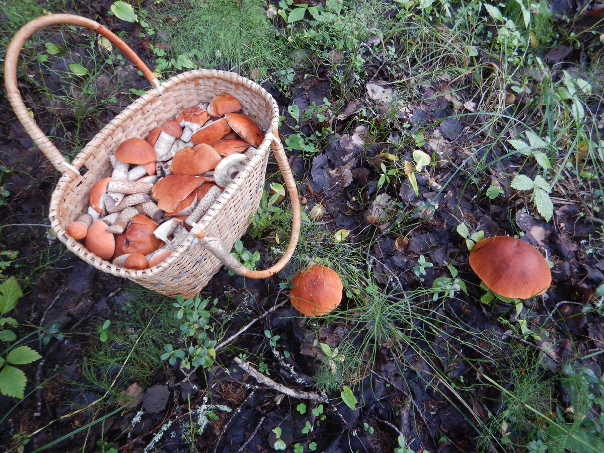 Огненно-красные шляпки на чёрном листе видны очень хорошо, и при массовом слое,  корзинки наполняются очень быстро.