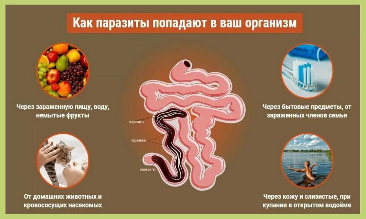 Паразитические заболевания. Пути заражения гельминтами. Гельминтозы способ заражения. Способы заражения гельминтами. Способы зражение паразитами.